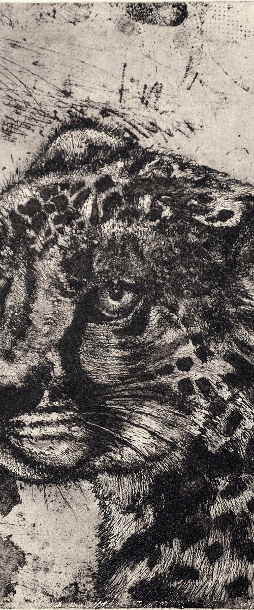African Cheetah Etching by Isabel Hutchison