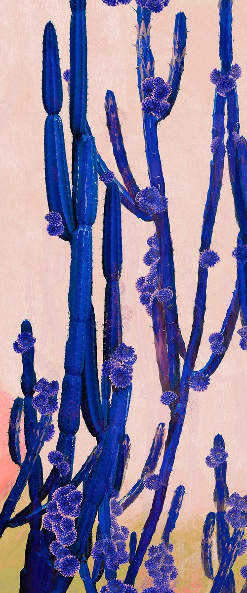 Cactus Valley by Nadia Attura