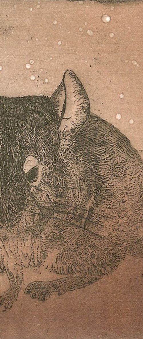 Chinchilla 1 by Jane Daniell