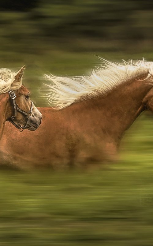 Flying Horses by Martin  Fry