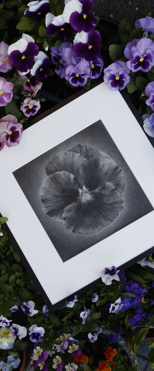 Pansy by Beáta Kovács