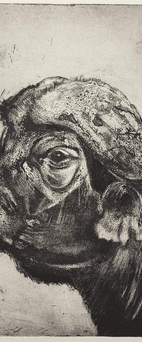 African Cape Buffalo by Isabel Hutchison