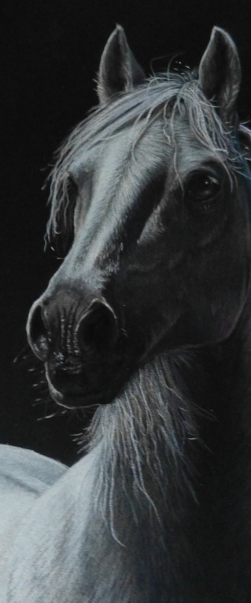 White Horse by Silvia Frei