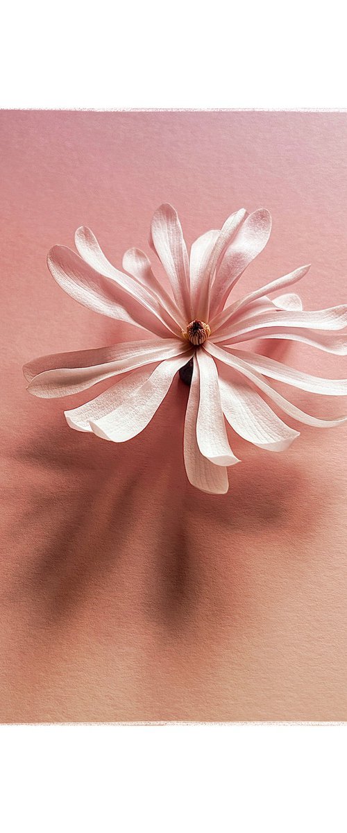 FLOATING STELLATA by SARAH PARSONS