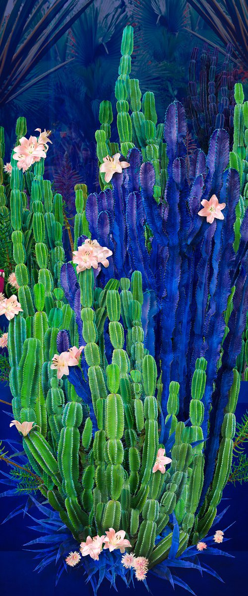 Cactus Garden by Nadia Attura