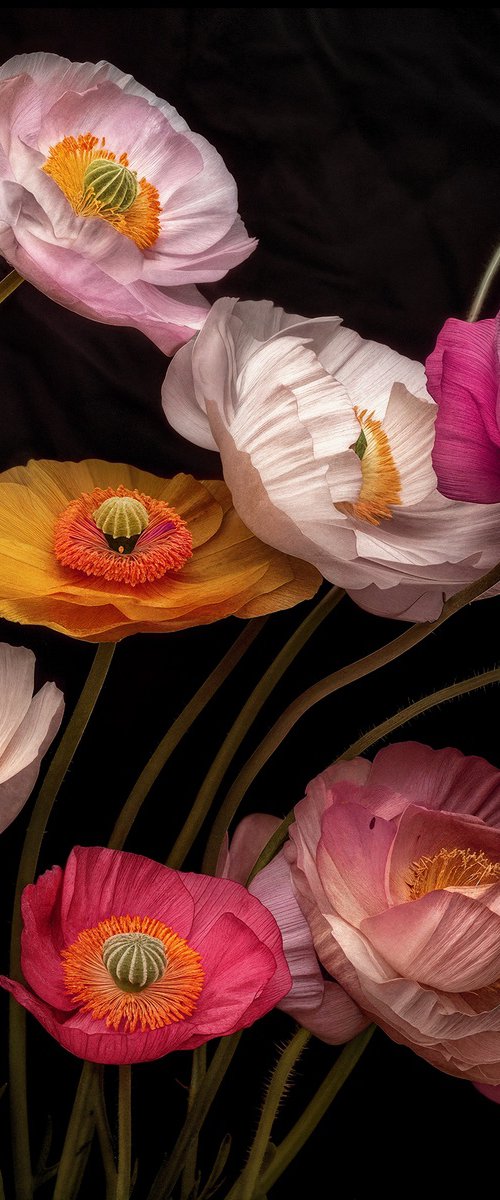 Poppies 85 by MICHAEL FILONOW