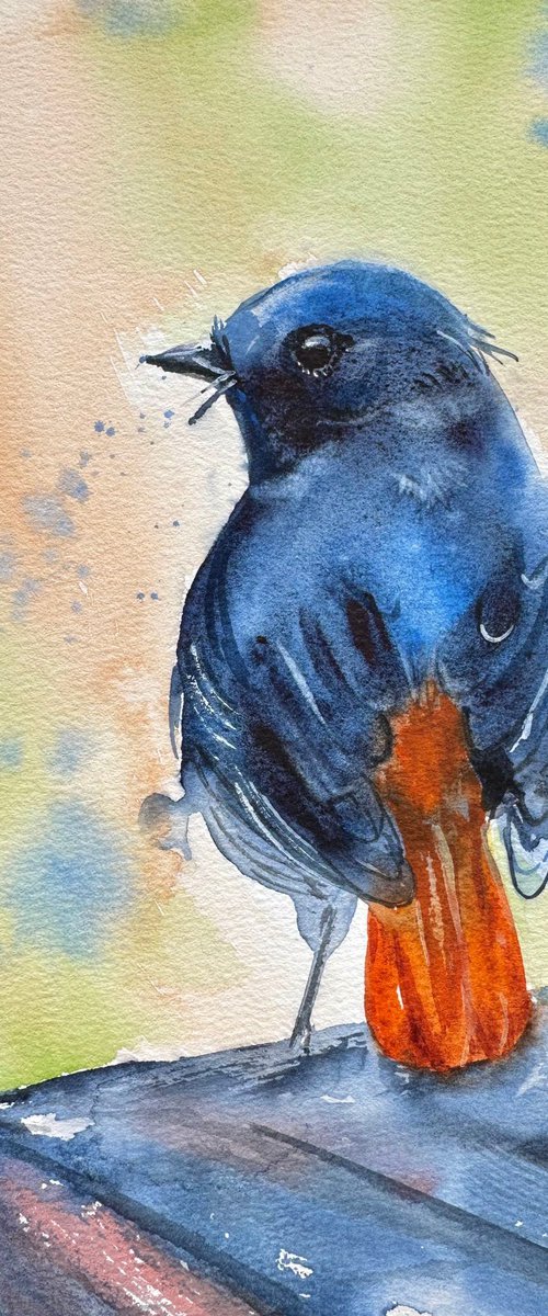 Bird: Redstart by Alla Semenova