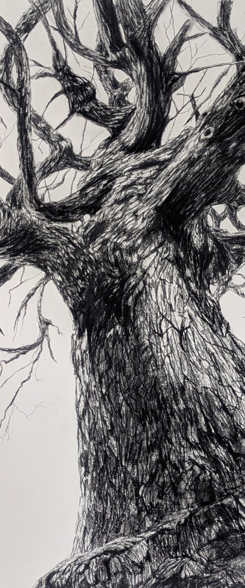 Silent Witness by Sophie Adair