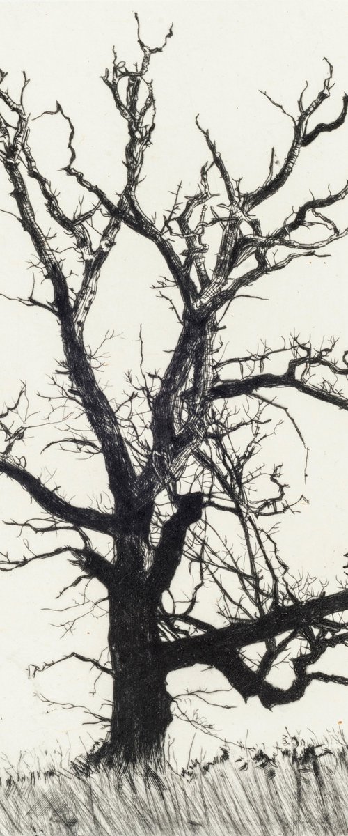 Winter Abscission by Fiona Hamilton