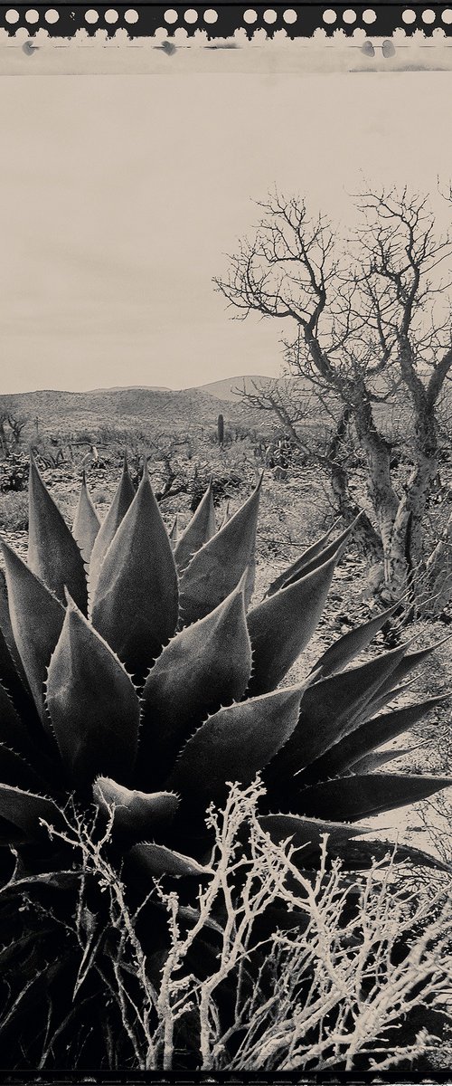 Baja Landscape #1 by Heike Bohnstengel