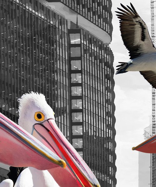 PELICANS IN THE CITY by Uwe Fehrmann