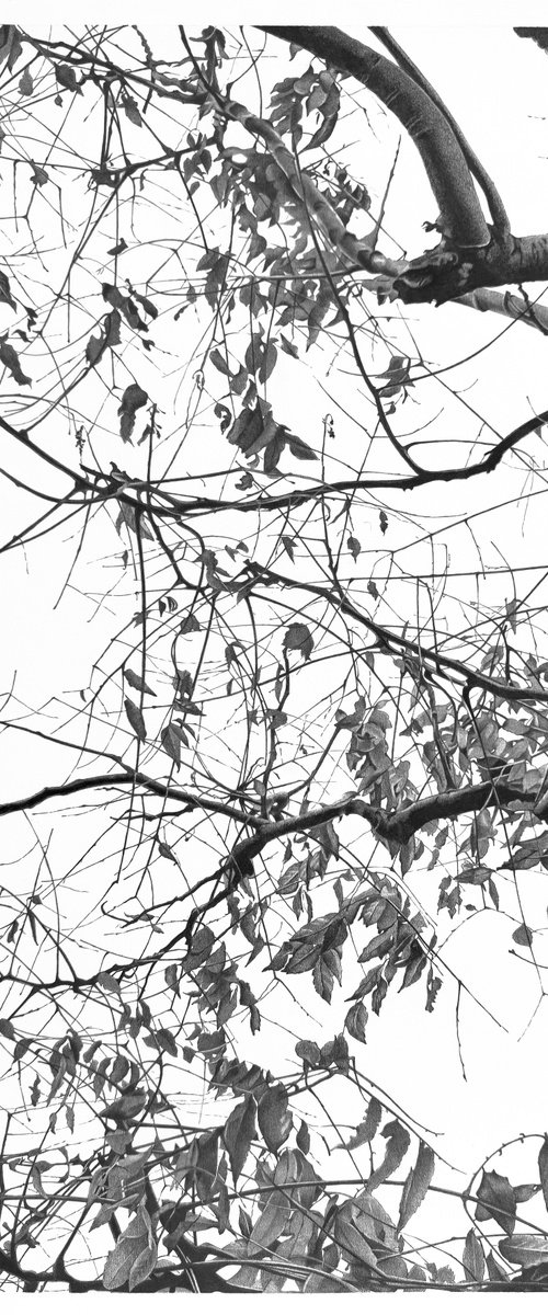 Whispers of the Canopy. by Vera Higgins