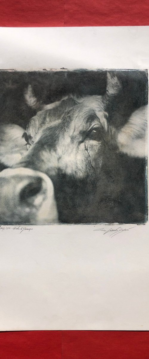 Bovide by Gill Gilberto Borghesi