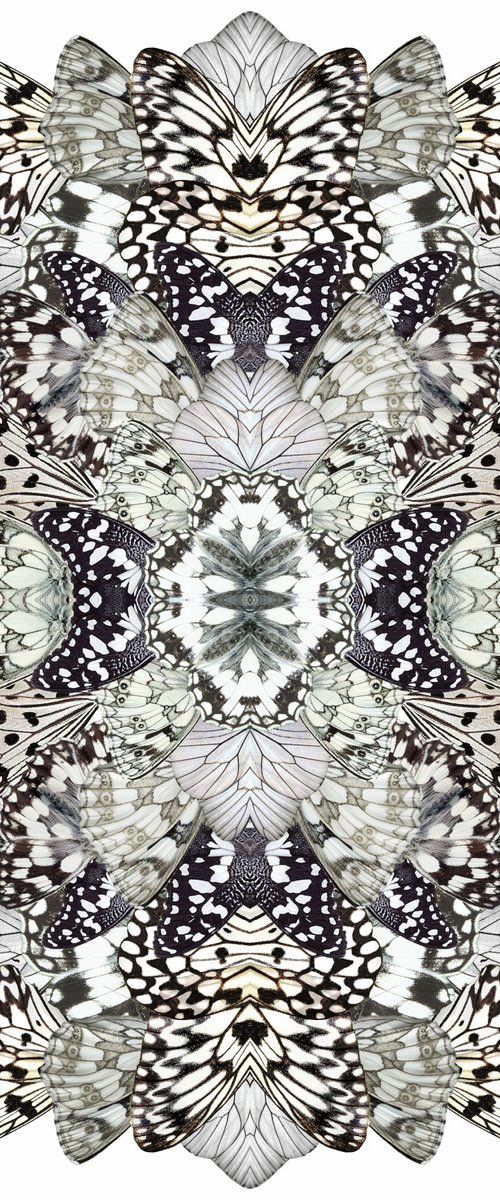 Monochromatic  metamorphosis by Sumit Mehndiratta