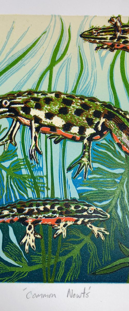 Common Newts by Marian Carter