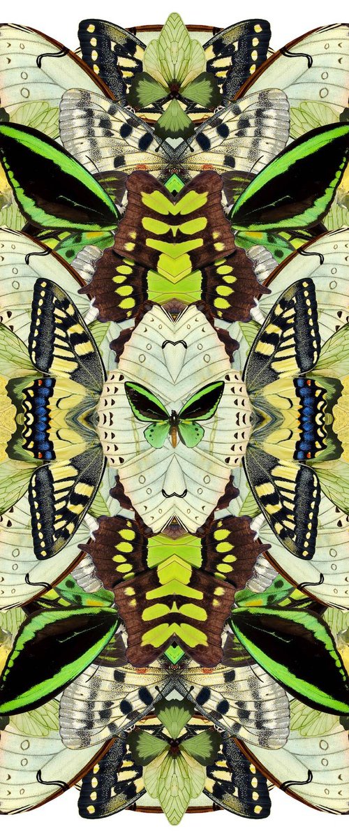 Spring metamorphosis by Sumit Mehndiratta