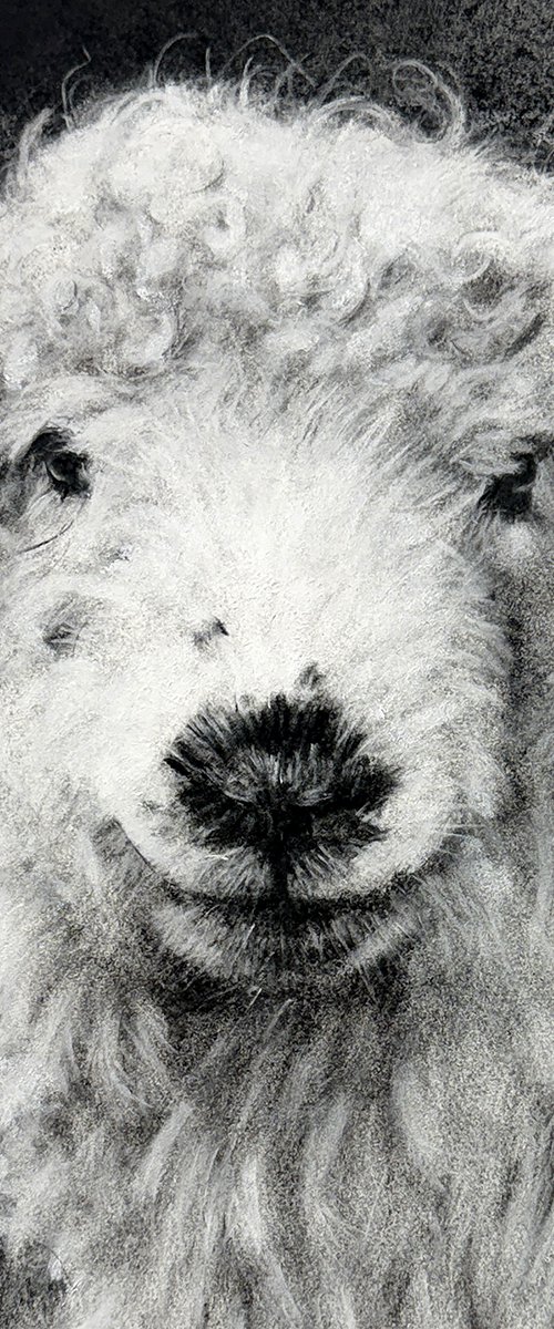 Sheep 3 by Brian Halton