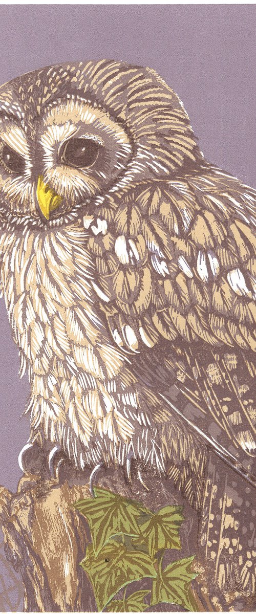 Tawny Owl by Paula Boyd-Barrett