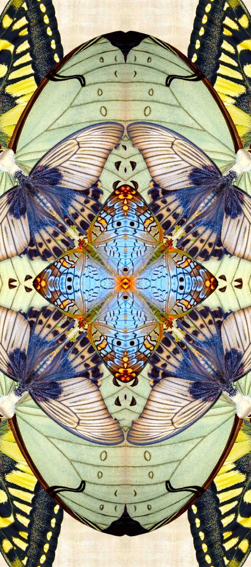 Mothscope by Sumit Mehndiratta