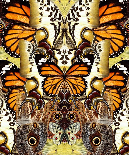 Autumn metamorphosis by Sumit Mehndiratta