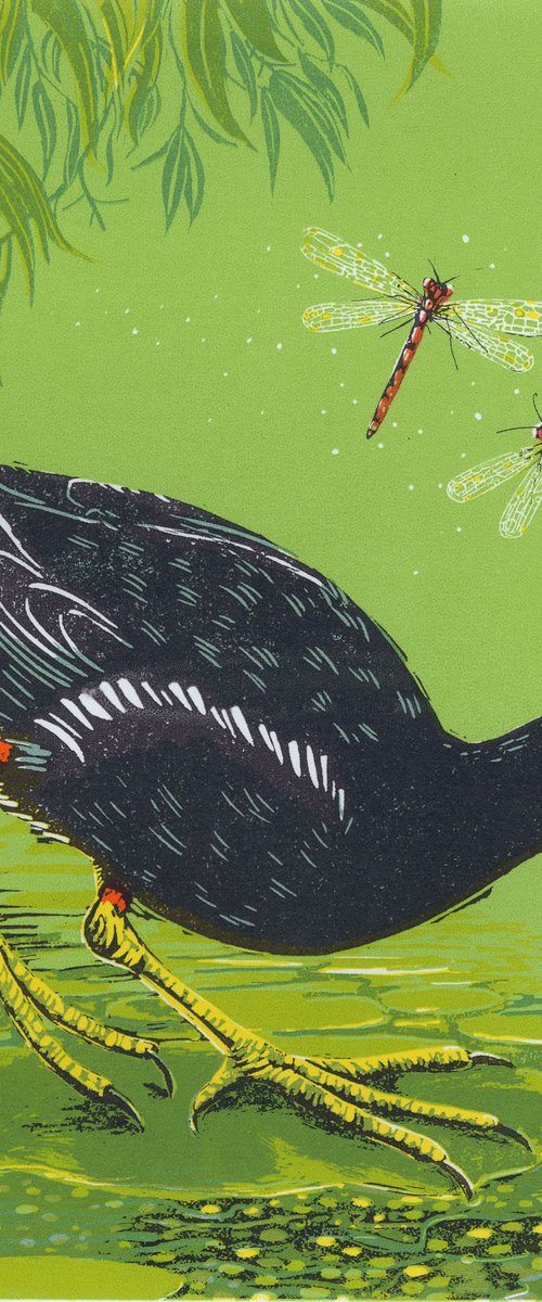 Moorhen by Paula Boyd-Barrett