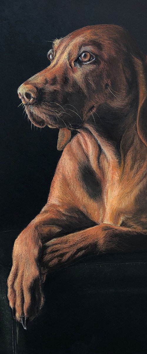 NOBLE by Semire Akyazı