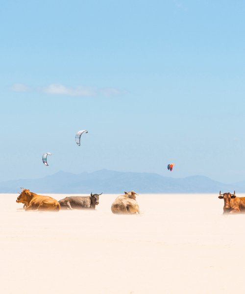 COWS AND KITES / PANORAMIC by Andrew Lever
