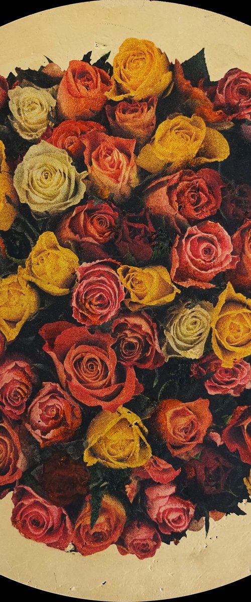 Rosa anulus 1 by Andrew Mortimer