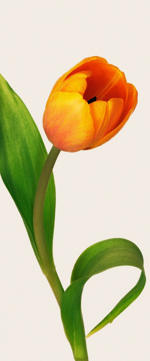 Tilted Bloom by Louis Savage